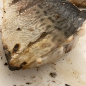 真鯖のフライパンで塩焼き